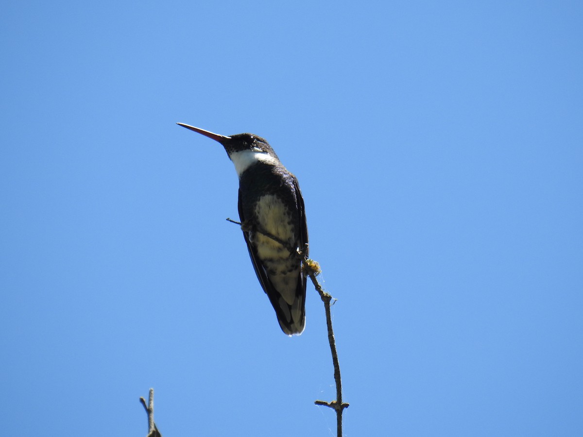 White-throated Hummingbird - ML501752841