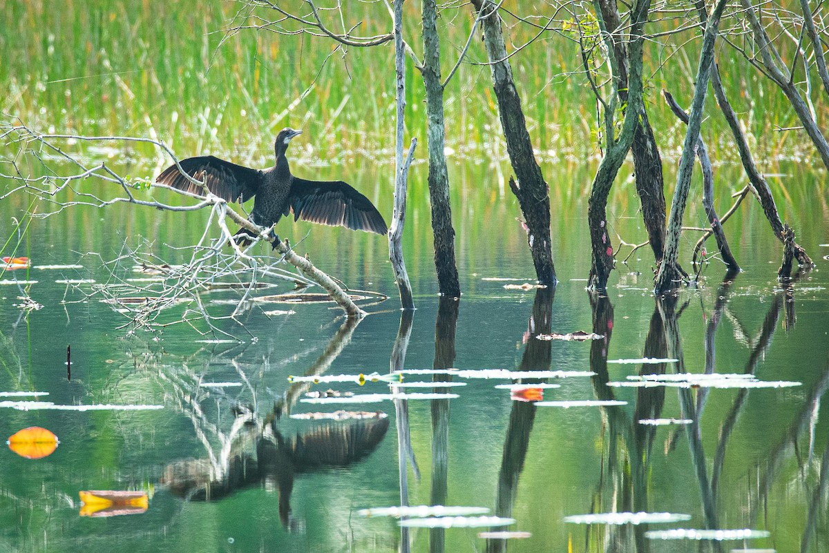 Little Cormorant - ML501753371