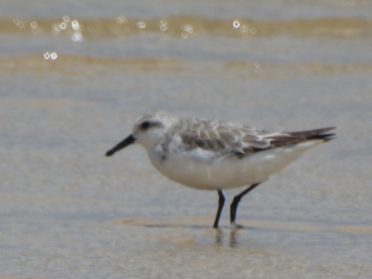 Sanderling - Scott Fox