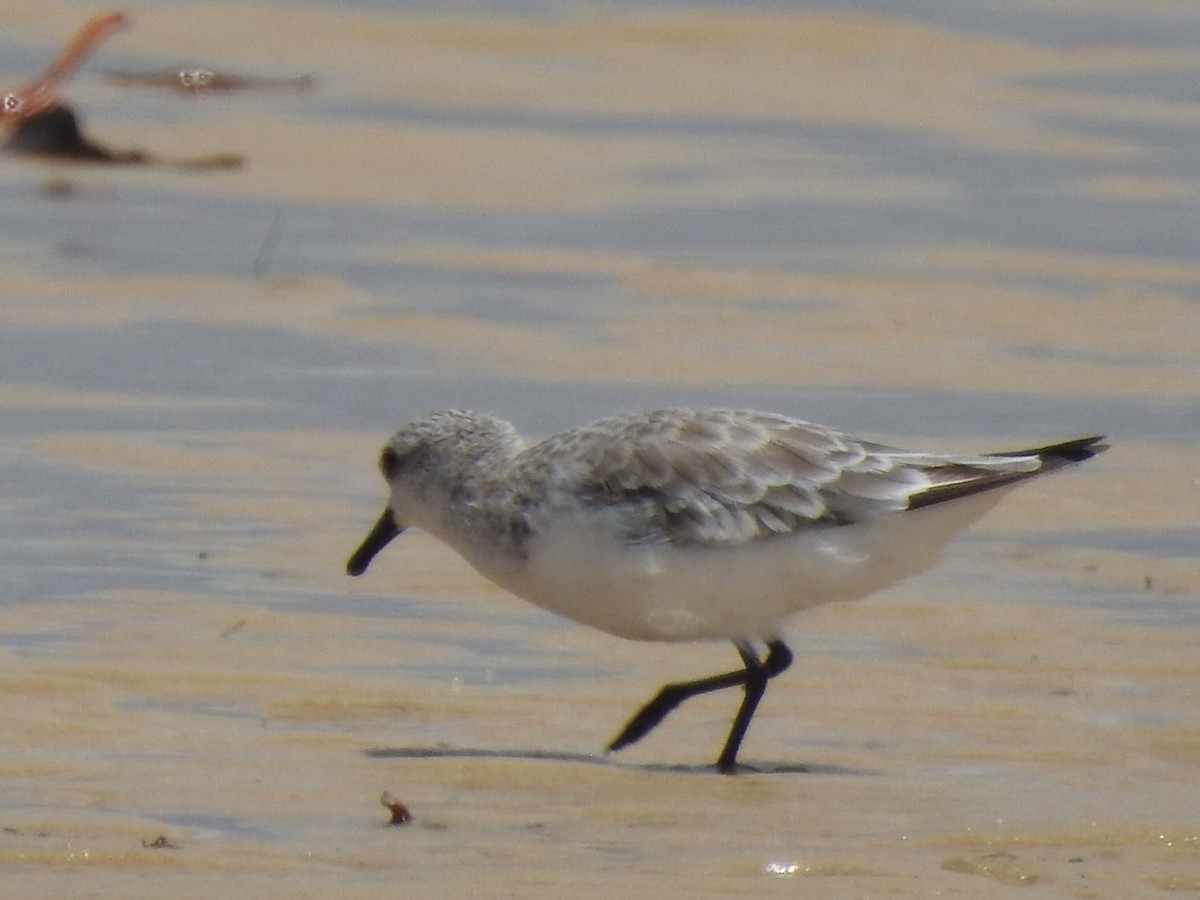 Bécasseau sanderling - ML501754571