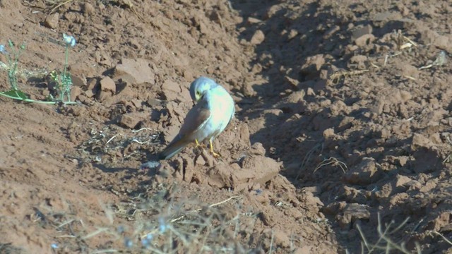 Nankeen Kestrel - ML501755521