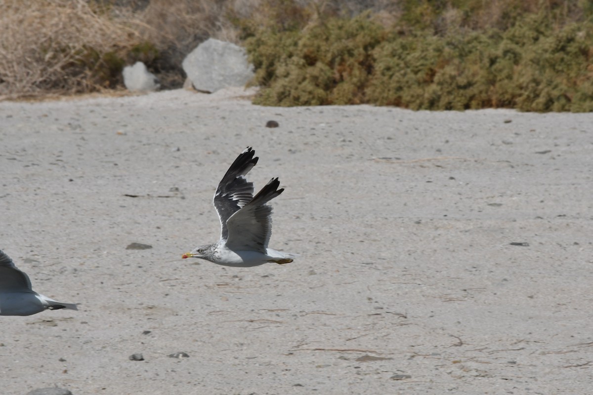 Lesser Black-backed Gull - ML501755641