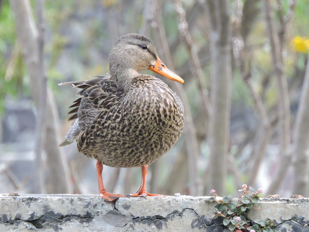 Mexican Duck - Manuel Becerril González