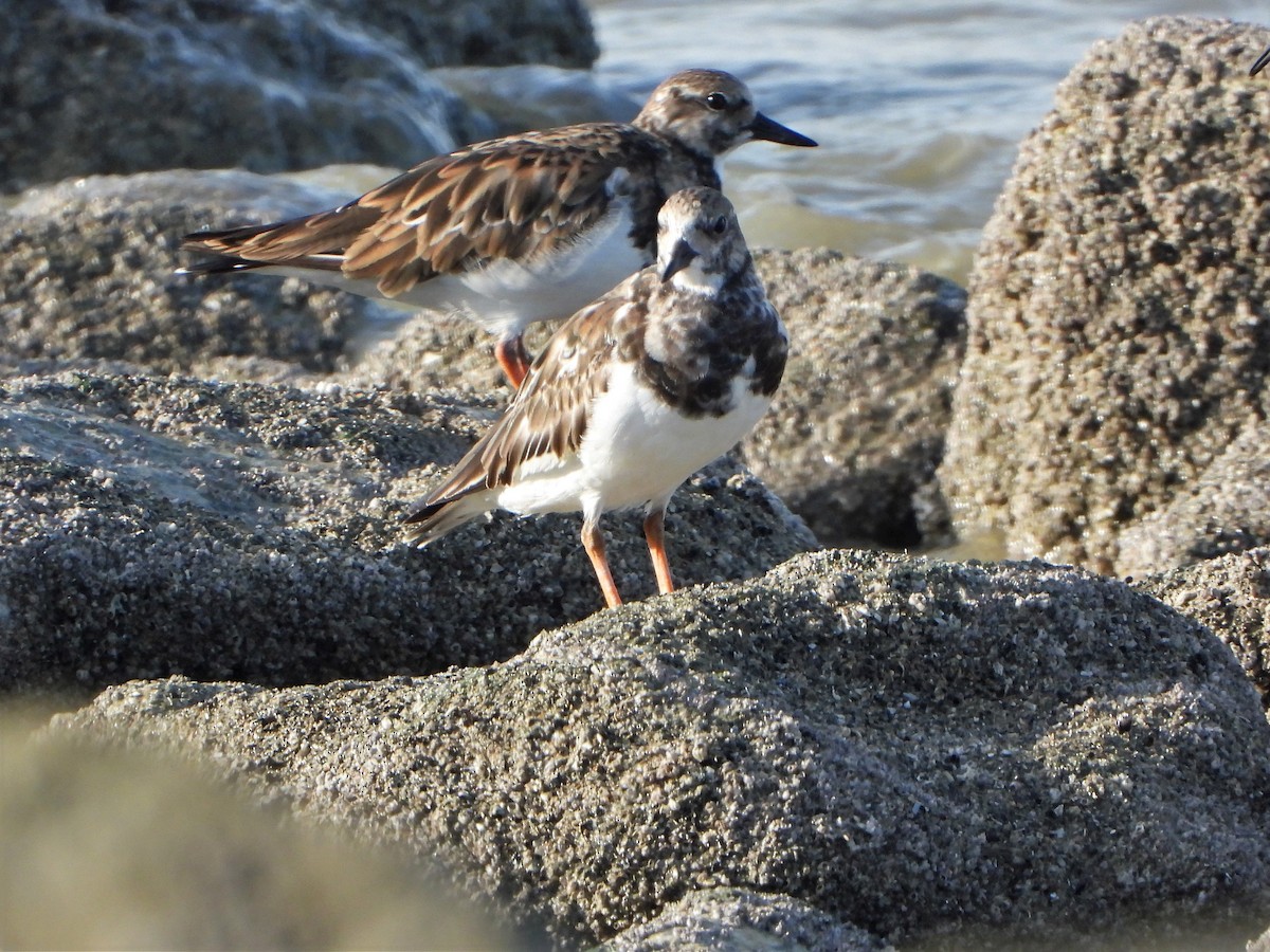 Ruddy Turnstone - ML501756291