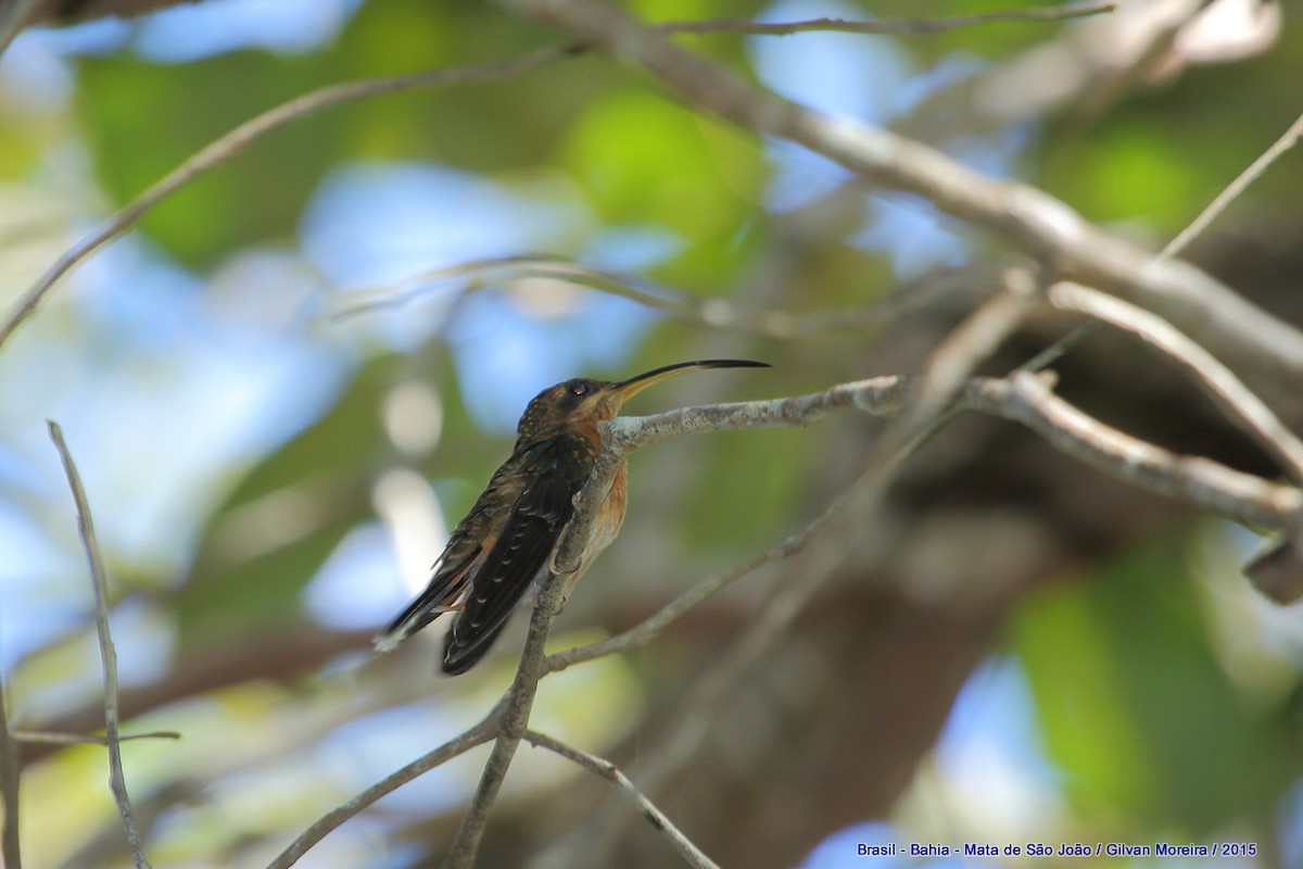 Rufous-breasted Hermit - ML501757351