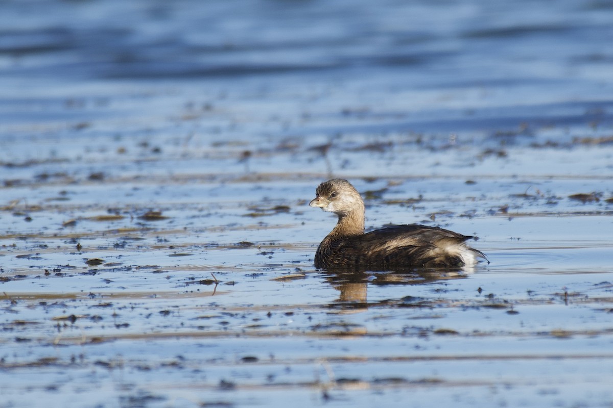 Pied-billed Grebe - Alden Dauby