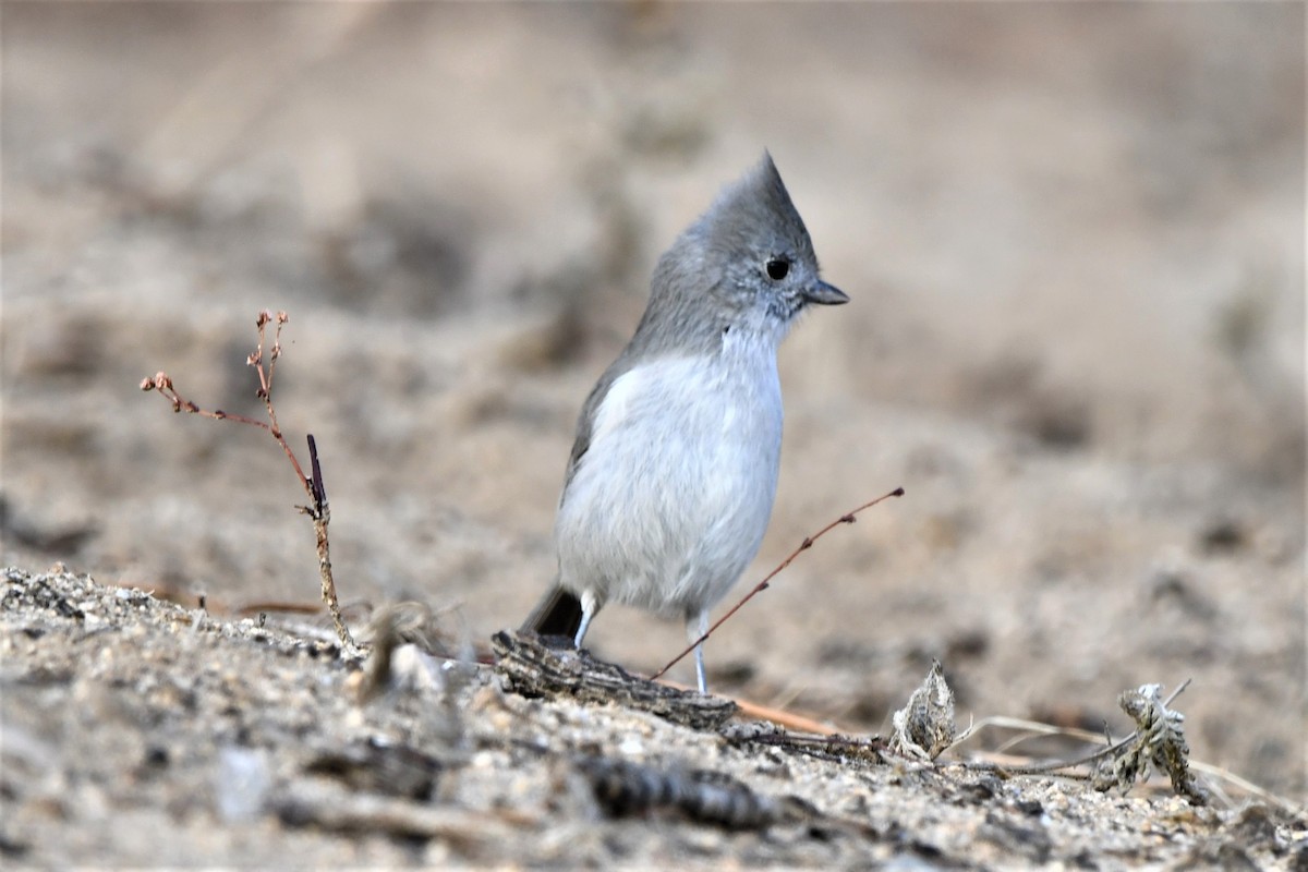 Oak Titmouse - ML501759591