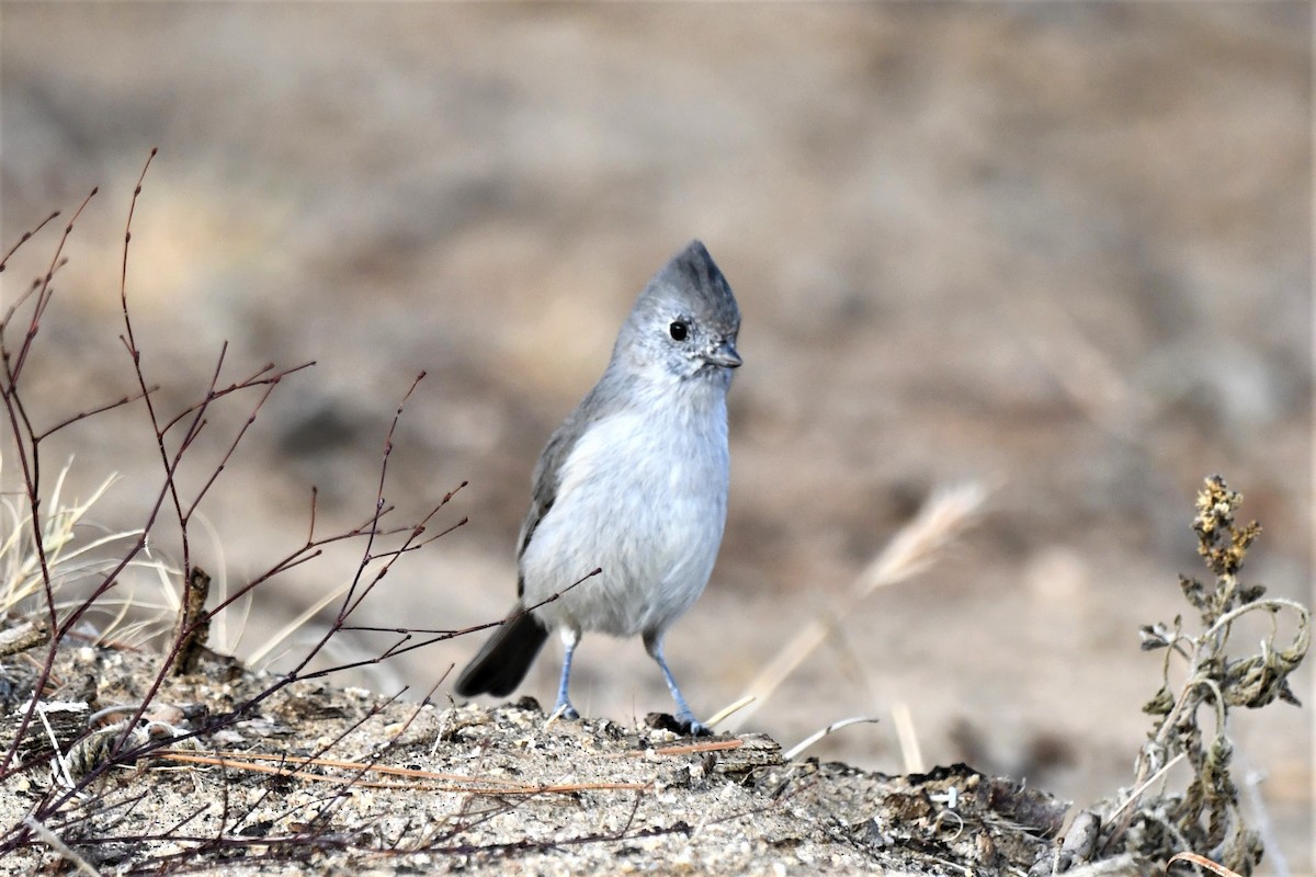 Oak Titmouse - ML501759601