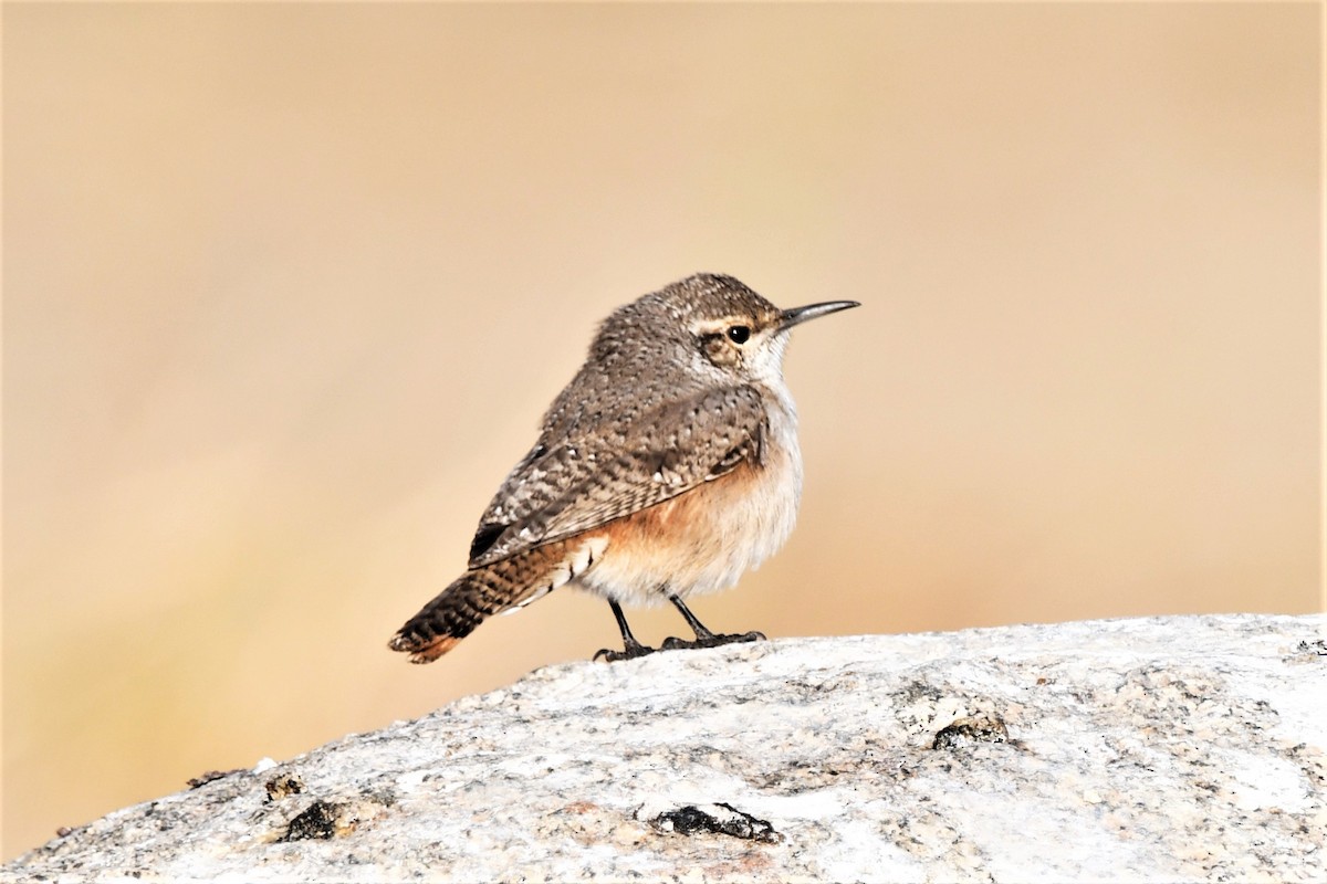 Rock Wren - ML501759641