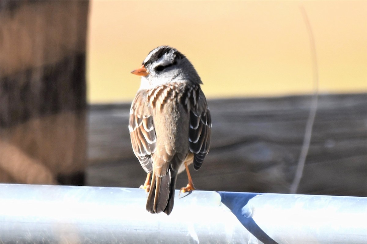 White-crowned Sparrow - Ed Thomas