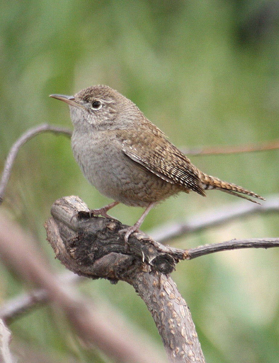 House Wren - ML50176021