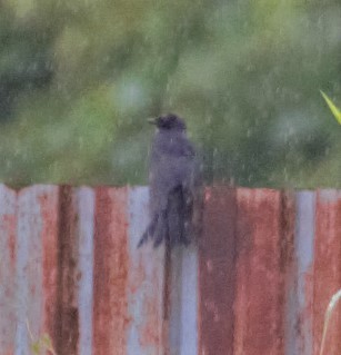 Black Drongo - ML501760361