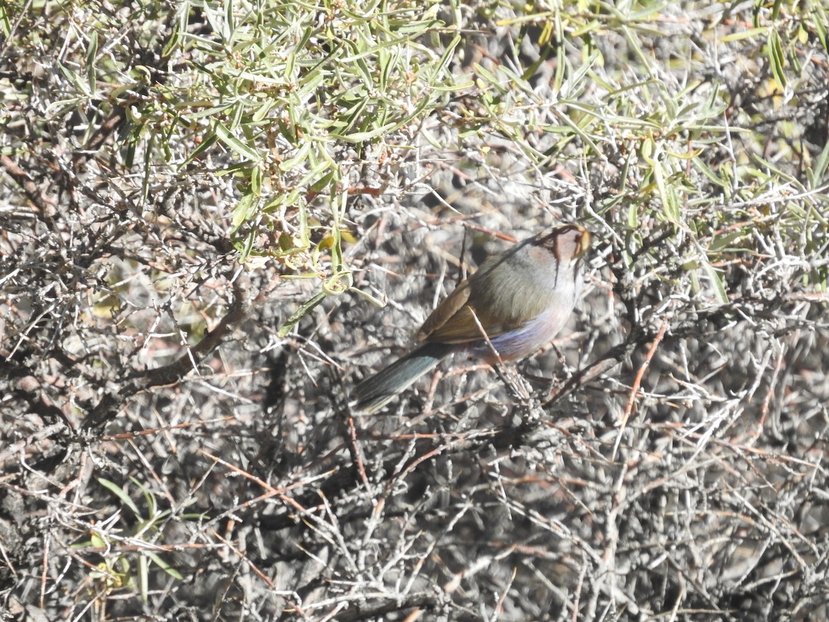 White-browed Tit-Warbler - ML501762321