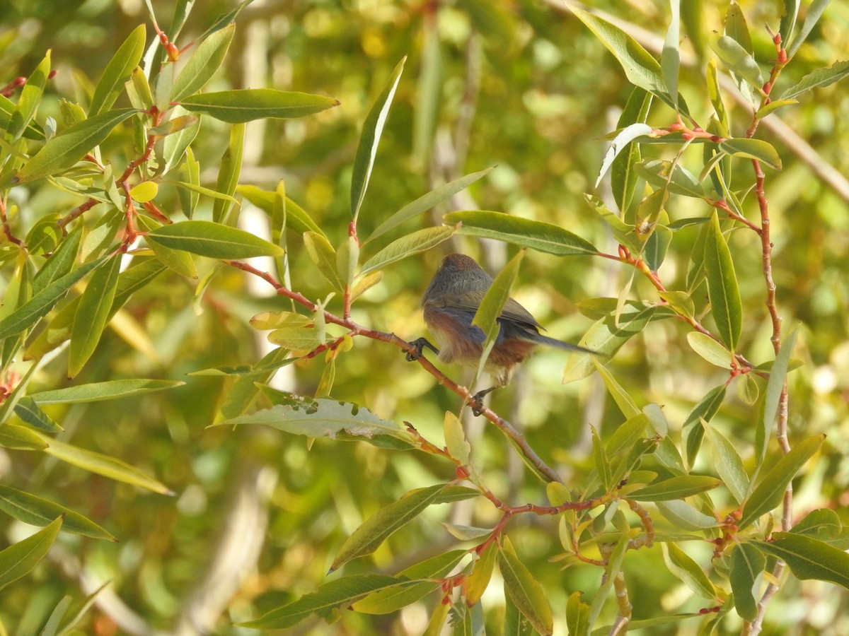 White-browed Tit-Warbler - ML501762351