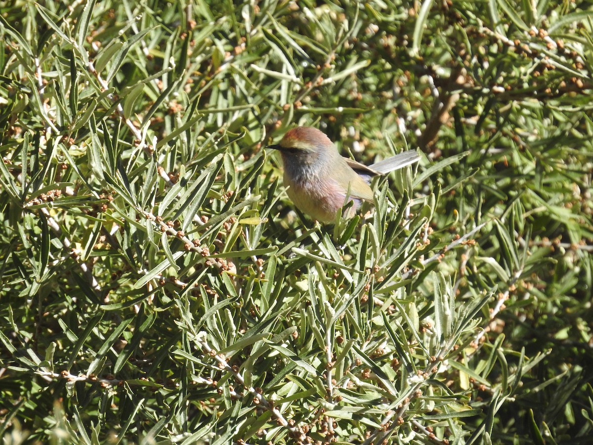 White-browed Tit-Warbler - ML501762361