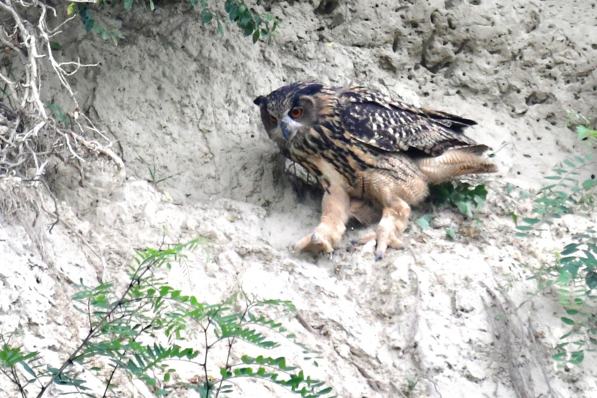 Eurasian Eagle-Owl - ML501763771