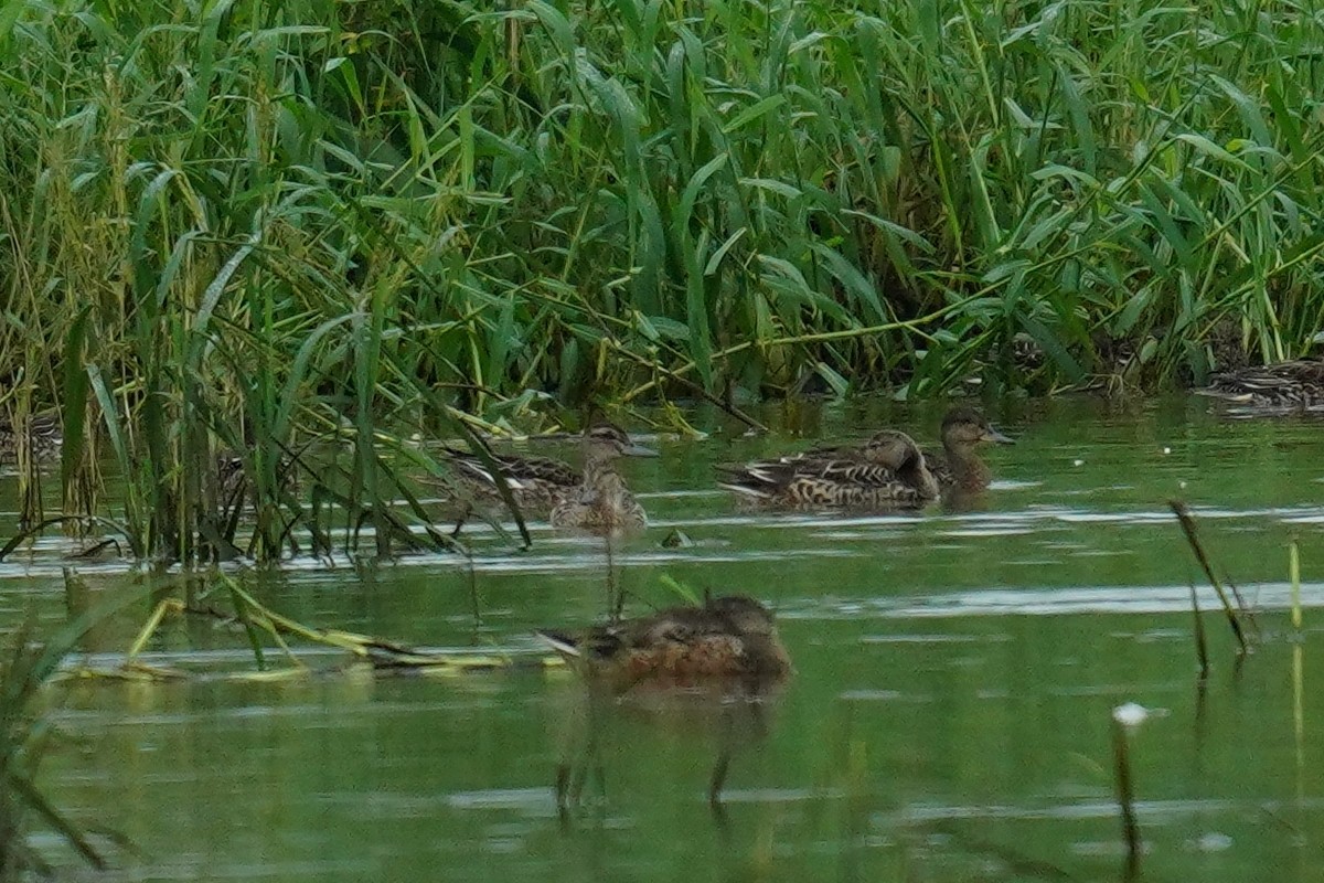 Garganey - ML501764191