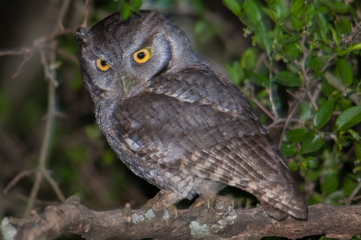 Tropical Screech-Owl - NINO ANCHERAMA