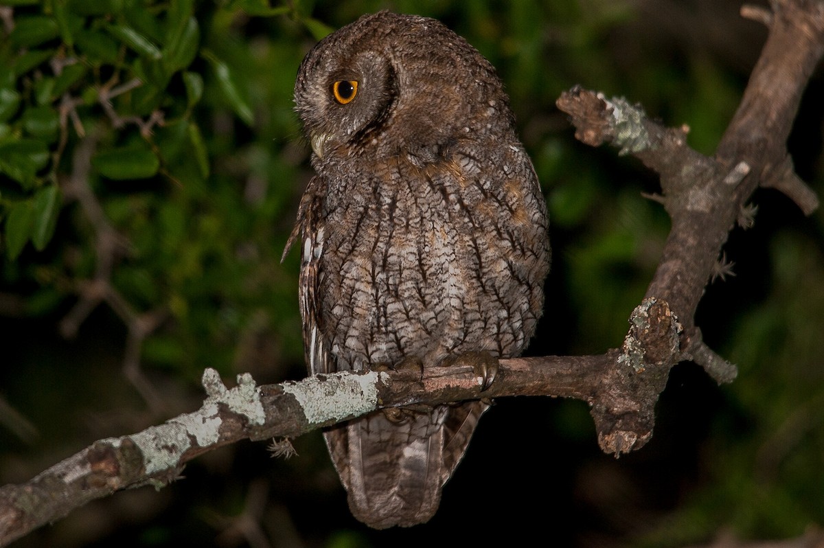 Tropical Screech-Owl - ML501764341