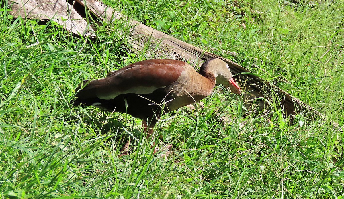 Black-bellied Whistling-Duck - ML501765631