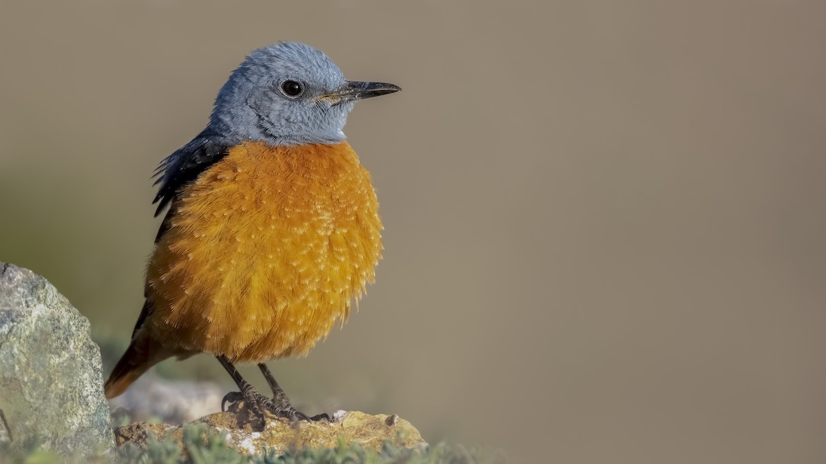 Rufous-tailed Rock-Thrush - ML501766091