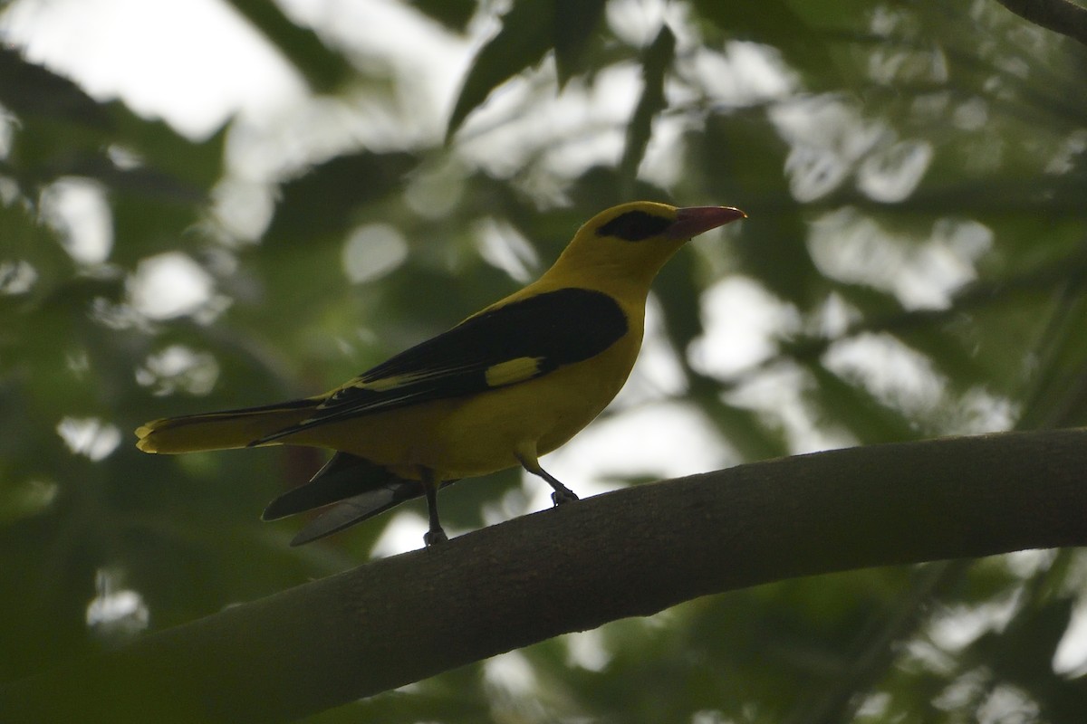 Indian Golden Oriole - ML501766281