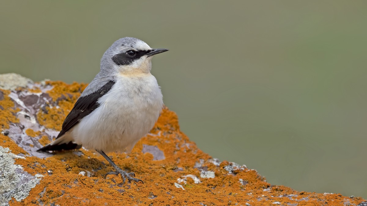 Northern Wheatear - Ali Ragıp ERASLAN