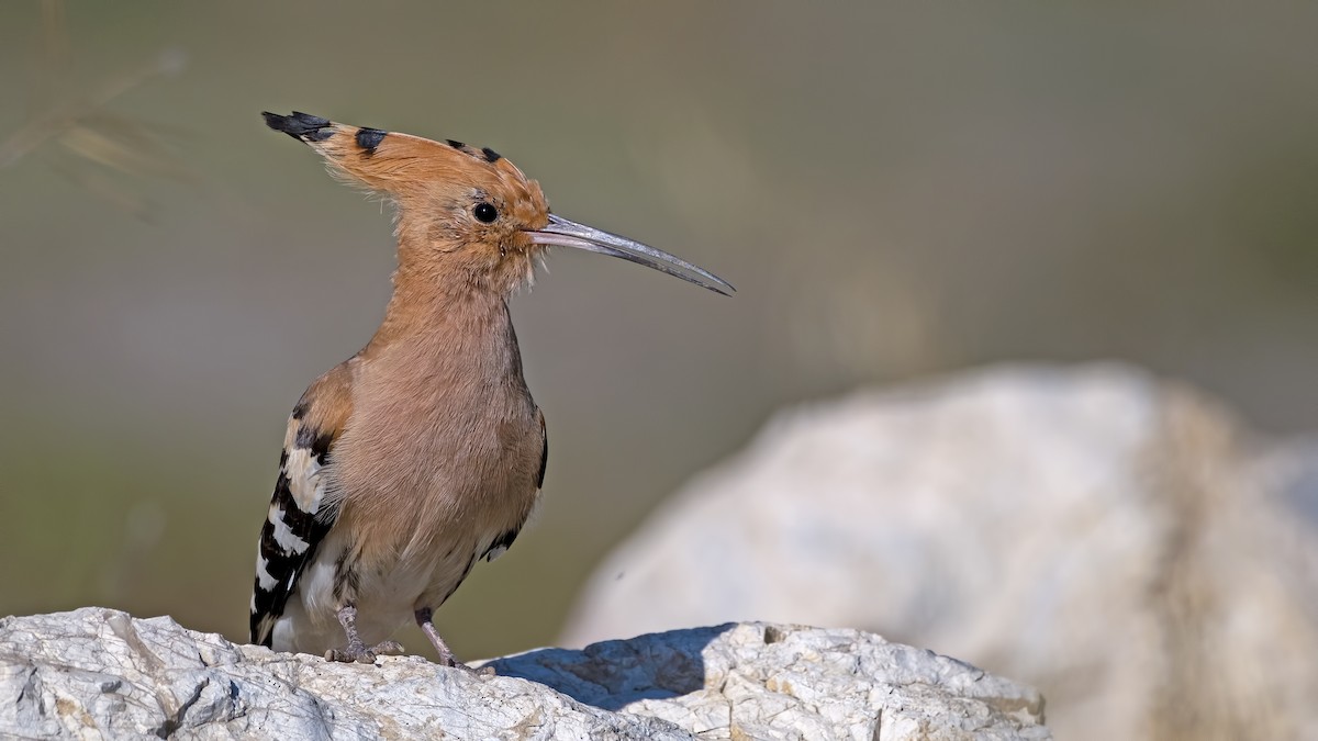 Eurasian Hoopoe - ML501766391