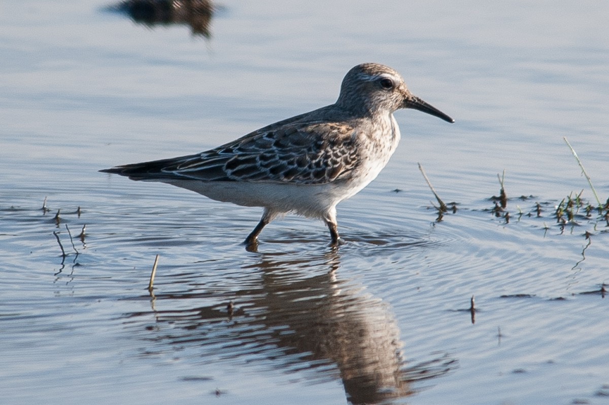 White-rumped Sandpiper - ML501767021