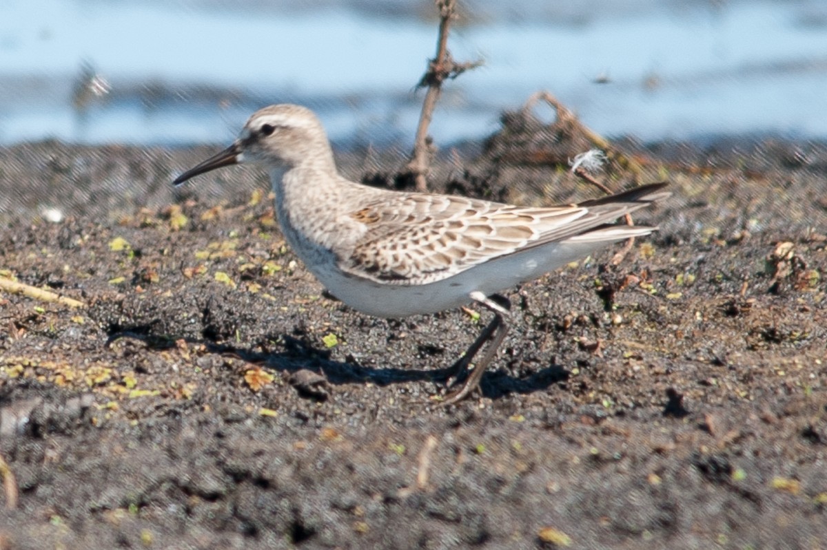 White-rumped Sandpiper - ML501767031