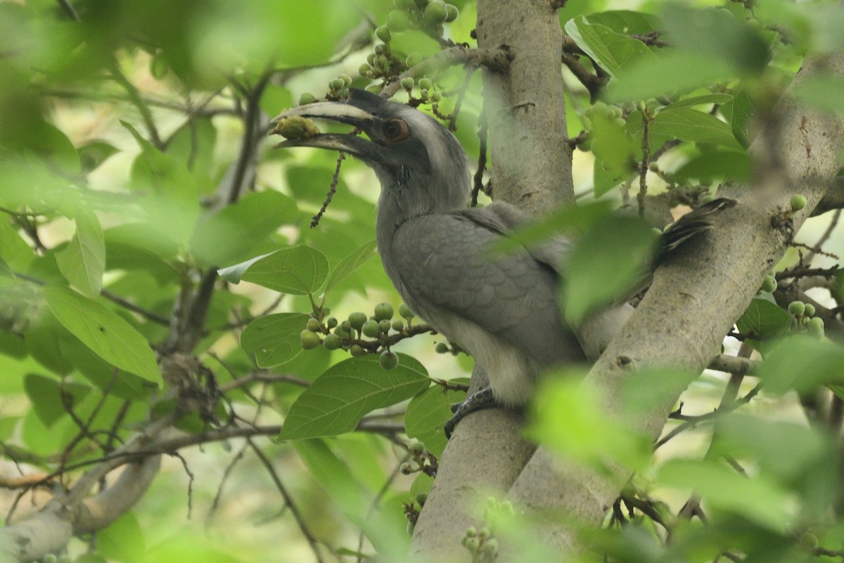 Indian Gray Hornbill - ML501767161