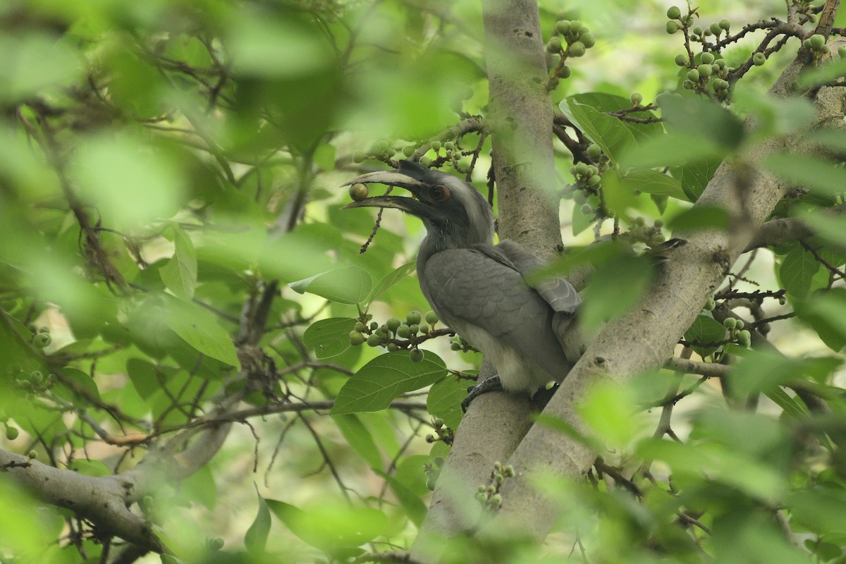 Indian Gray Hornbill - ML501767171
