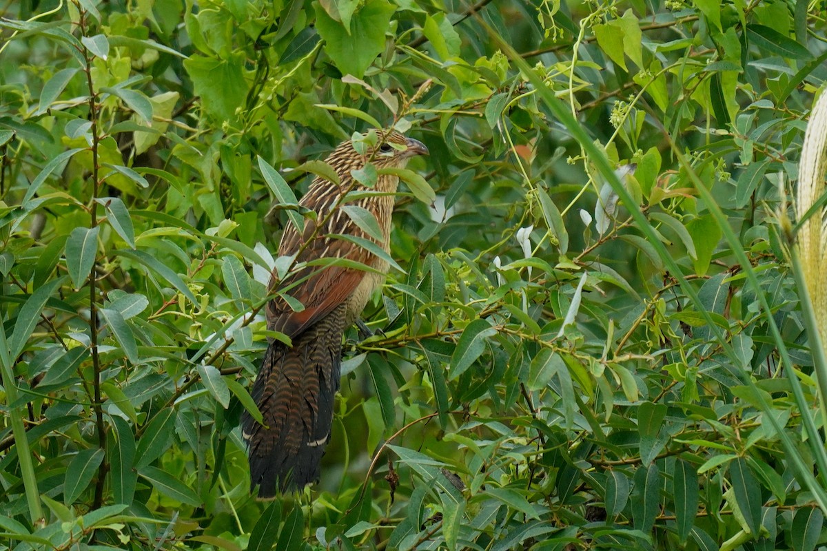 Lesser Coucal - ML501767551