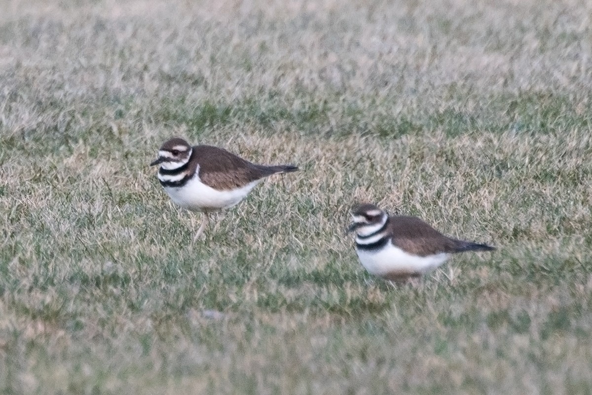 Killdeer - ML50176801