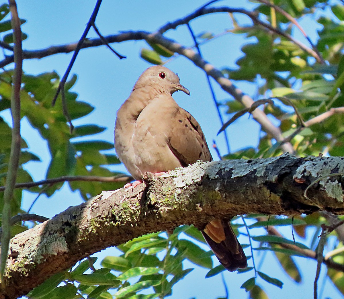 Ruddy Ground Dove - ML501768221