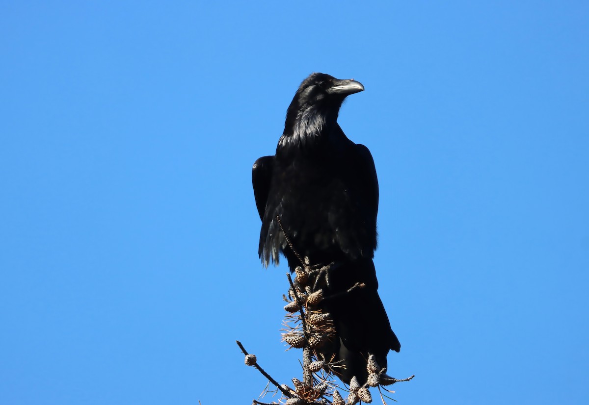 Common Raven - Channa Jayasinghe