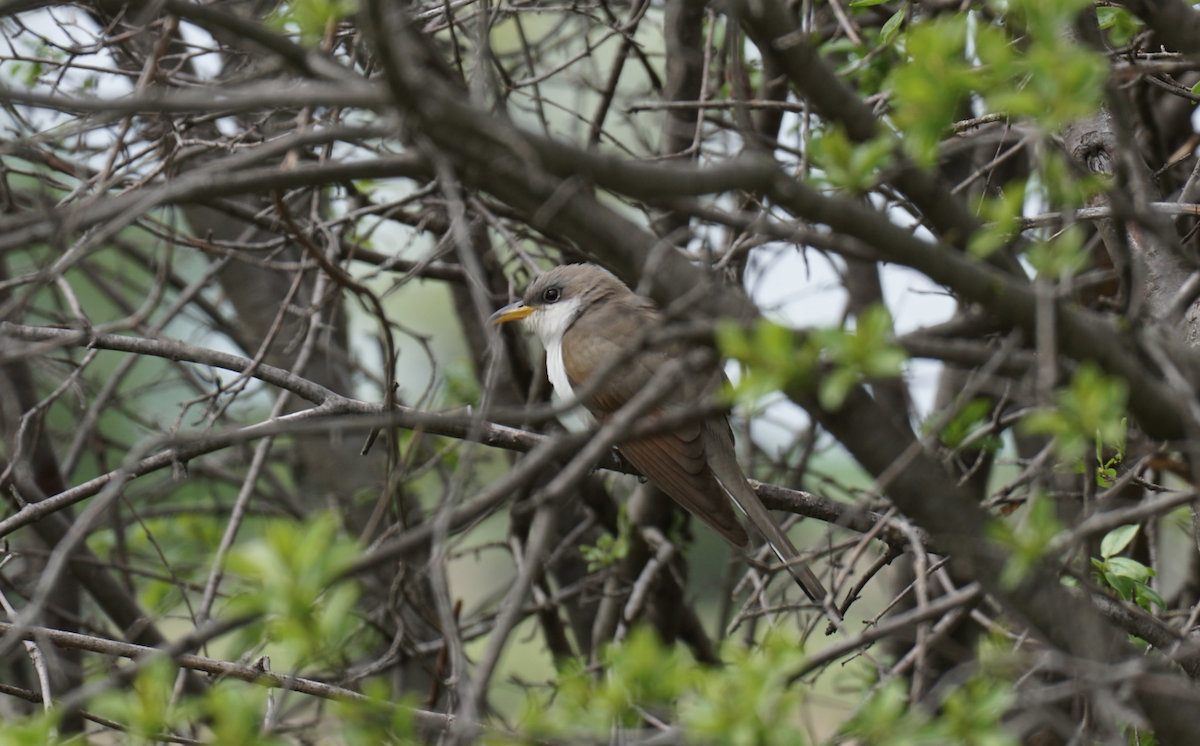 gulnebbgjøk - ML501772671