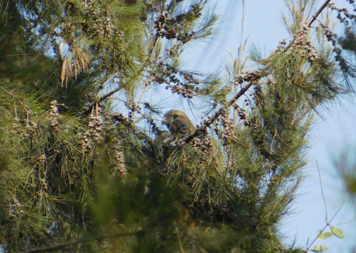 Red-tailed Hawk - ML501773131