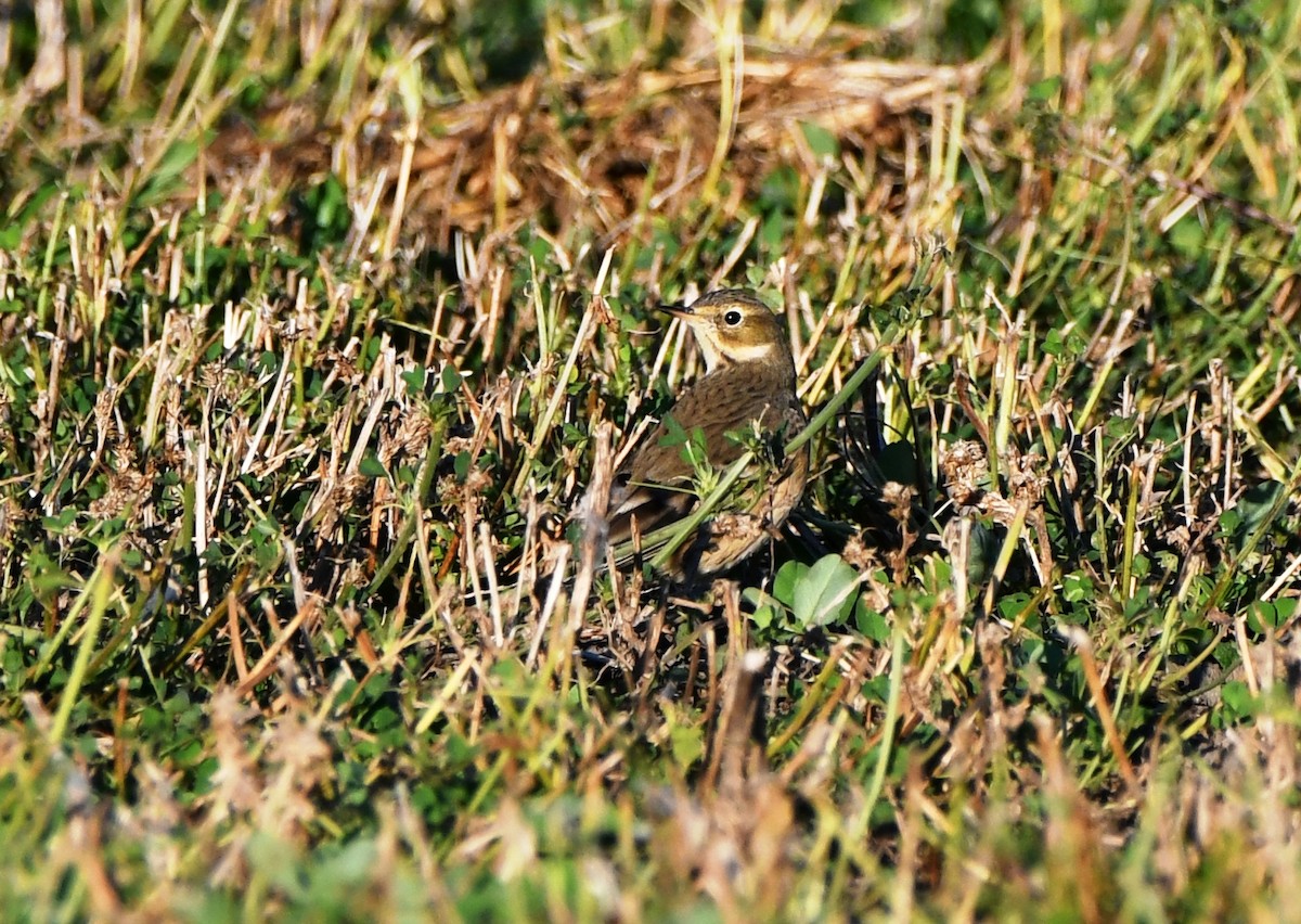 American Pipit - ML501774331