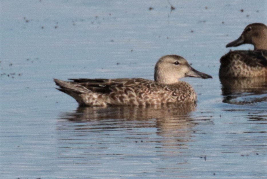Blue-winged Teal - ML501775591