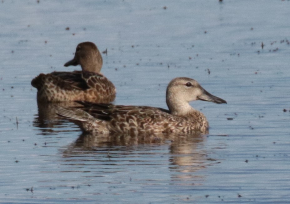 Blue-winged Teal - ML501775751