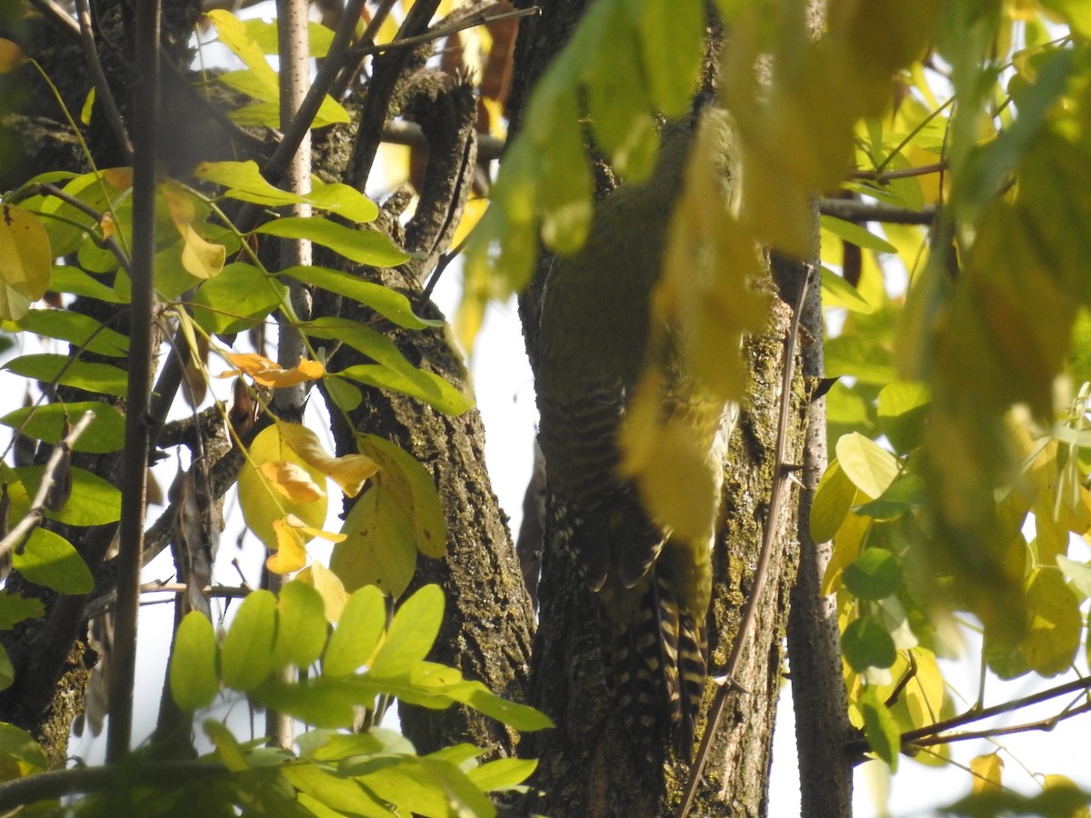Scaly-bellied Woodpecker - Senan D'Souza