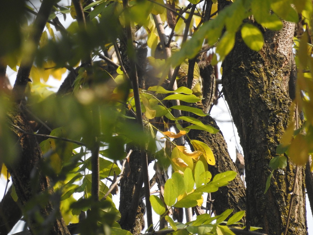 Scaly-bellied Woodpecker - Senan D'Souza