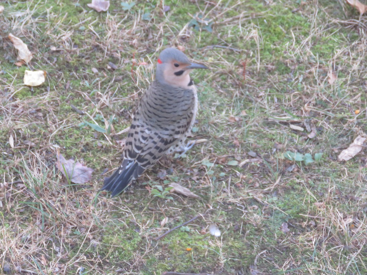 Northern Flicker - ML501776871