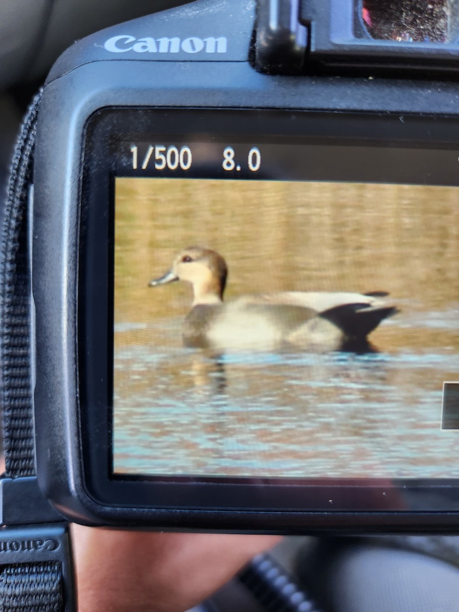 Gadwall - ML501777421