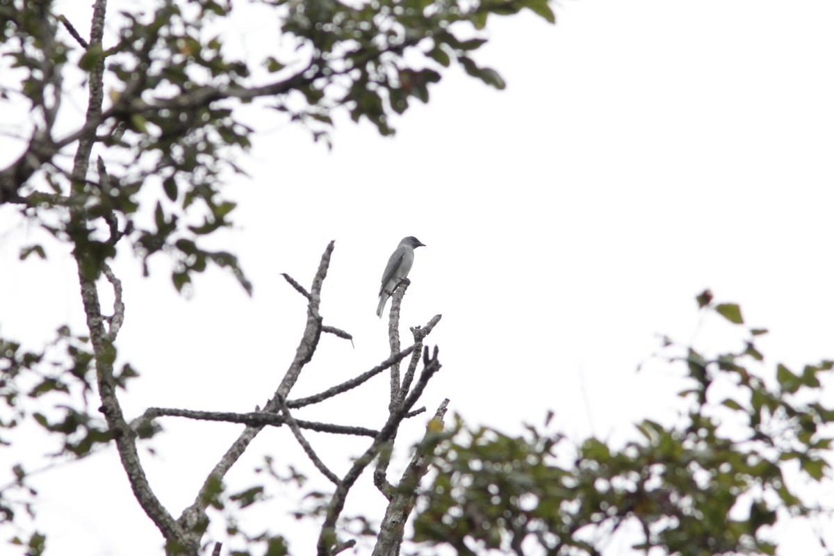 Large Cuckooshrike - ML501777431