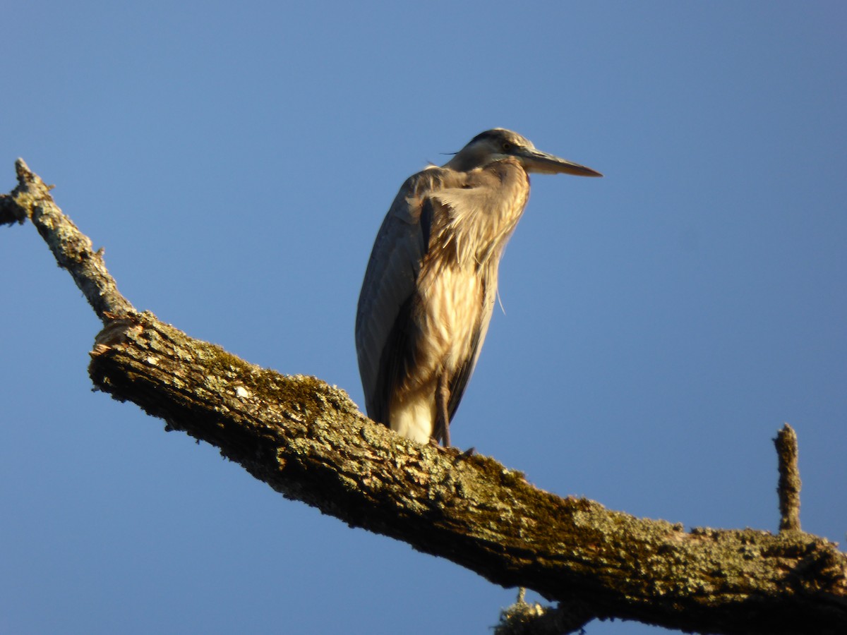 Great Blue Heron - ML501777491