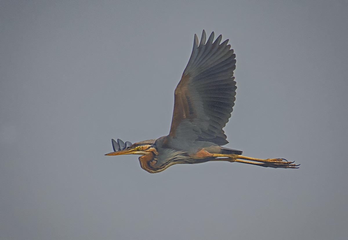 Purple Heron - ML501777631