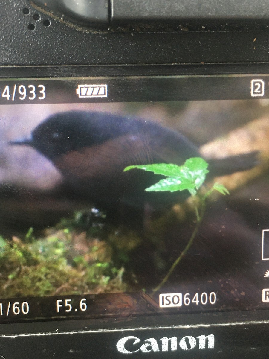 Braunschwingentapaculo - ML501778951