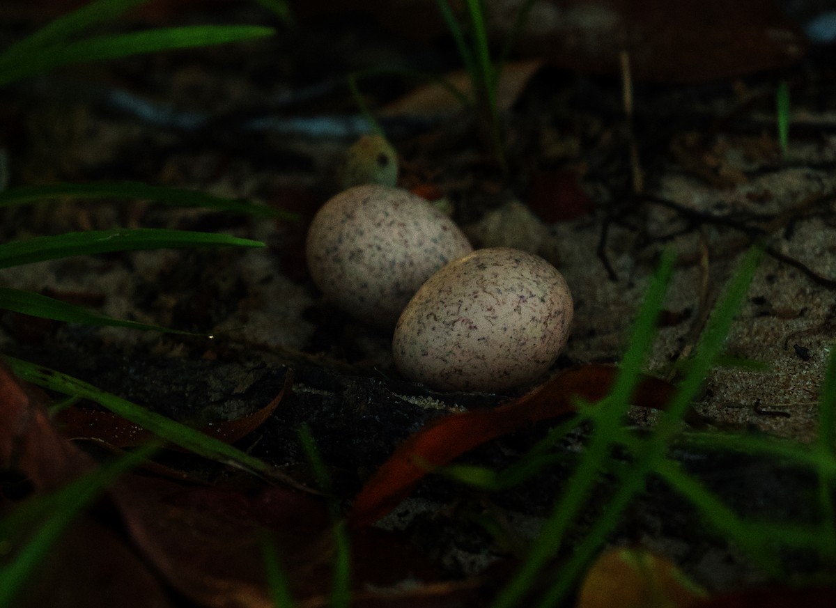 Ladder-tailed Nightjar - ML501779771